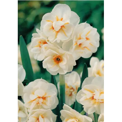 Narcis Sir Winston Churchill - Narcissus - cibuľoviny - 3 ks