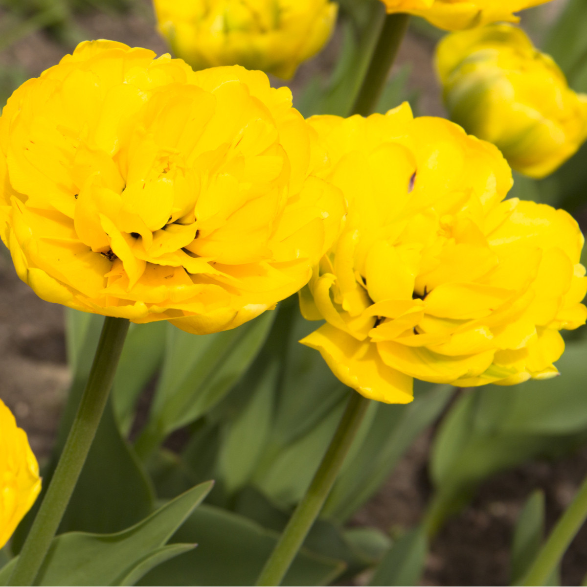Tulipán Monte Carlo - Tulipa - cibuľoviny - 3 ks