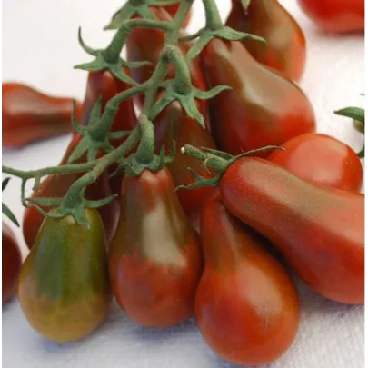 Paradajka Chocolate Pear - semená - 6 ks