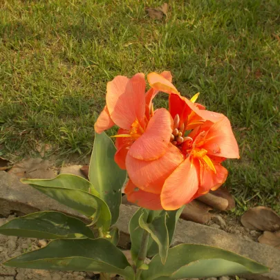 Kana Carnaval - Canna - cibuľoviny - 1 ks