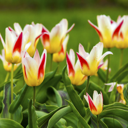 Cibuľky tulipánov – tulipán Johann Strauss – Tulipa