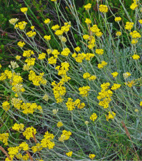 Slamiha Talianska - Helichrysum Italicum - semená - 0,05 g