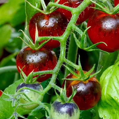 Paradajka Indigo Apple - Lycopersicon Lycopersicum L. - semená - 7 ks