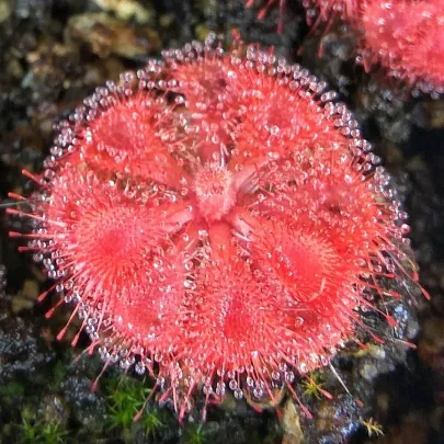 Rosička Humpty Doo - Drosera burmanii - semená - 15 ks