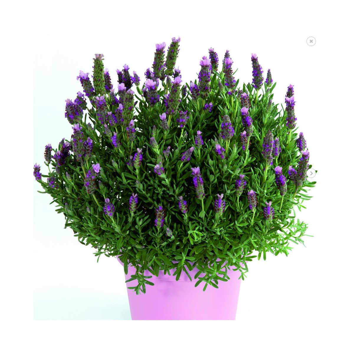 Levanduľa francúzska Bandera Pink - Lavandula Stoechas - semená - 20 ks