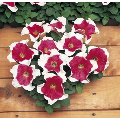 Petúnia mnohokvetá Red Frost F1 - Petunia Multiflora - semená - 20 ks