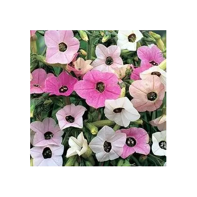 Tabak Mutabilis "Marshmallow"- Nicotiana mutabilis - semená 200 ks