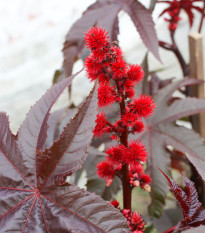 Ricín obyčaný červený - Ricinus communis gibsoni - semená - 3 ks