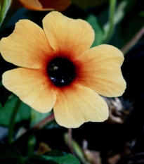 Tunbergia krídlatá African Sunset - Thunbergia alata - semená - 5 ks