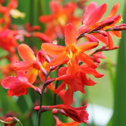 Montbrécia Masonorum - Crocosmia - cibuľoviny - 4 ks