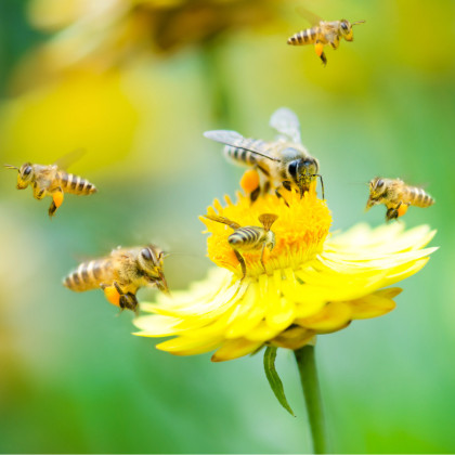 Medonosné kvety pre včely - semená - 10 g