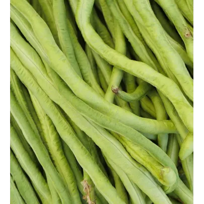 Vigna Čínska Metro - Fazuľa - Vigna Sinensis - 6 G