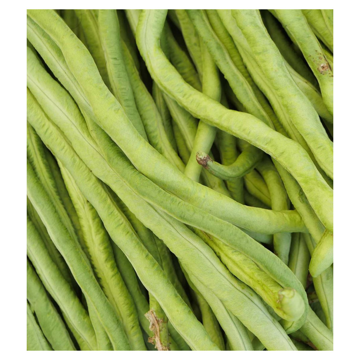 Vigna Čínska Metro - Fazuľa - Vigna Sinensis - 6 G