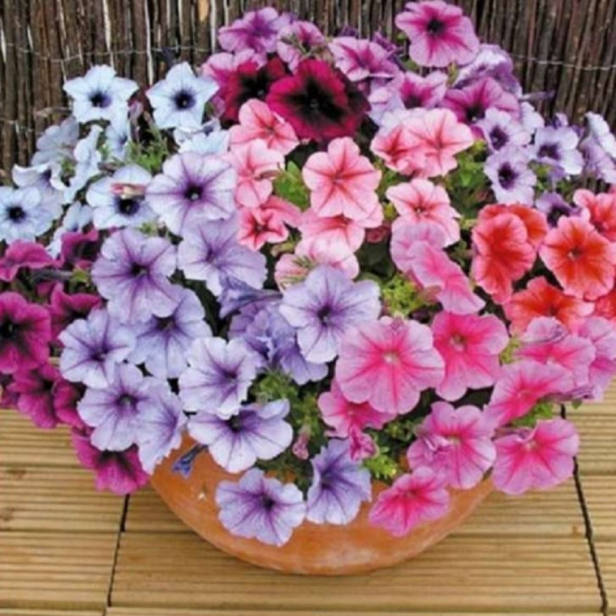 Petúnia Superbissima zmes - Petunia nana compacta - semená - 20 ks