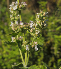 Kocúrnik obyčajný - Nepeta cataria - semená - 15 ks