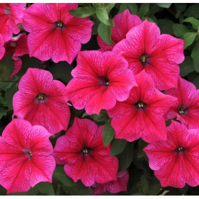 Petúnia Rose Of Heavens ružová - Petunia Nana Compacta - semená - 20 ks