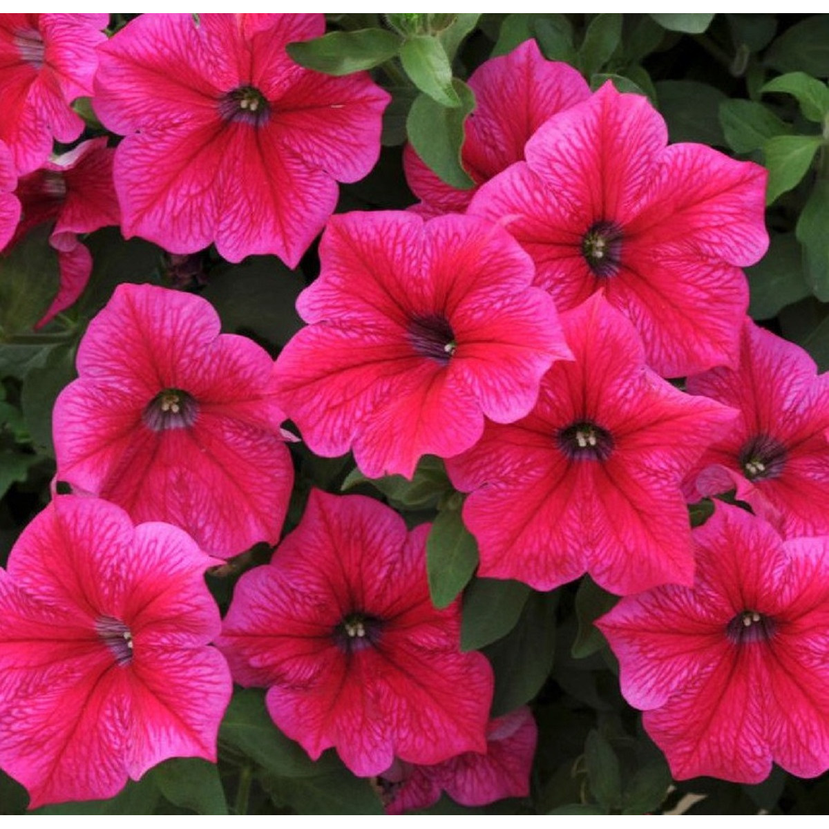 Petúnia Rose Of Heavens ružová - Petunia Nana Compacta - semená - 20 ks