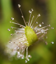 Rosička kapská nízka - semená - 15 ks - Drosera Capensis compact