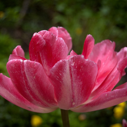Cibuľky tulipánov – Tulipán Peach blossom – Tulipa