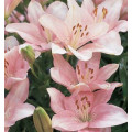Ľalia Vivaldi ružová - Lilium - cibule ľalie - 1 ks