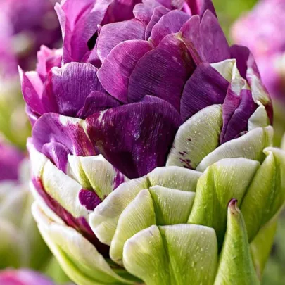 Tulipán Exquisit - Tulipa - cibuľoviny - 3 ks