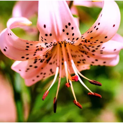 Ľalia Pink Tiger - Lilium - Cibuľoviny - 1 Ks