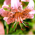 Ľalia Pink Tiger - Lilium - Cibuľoviny - 1 Ks