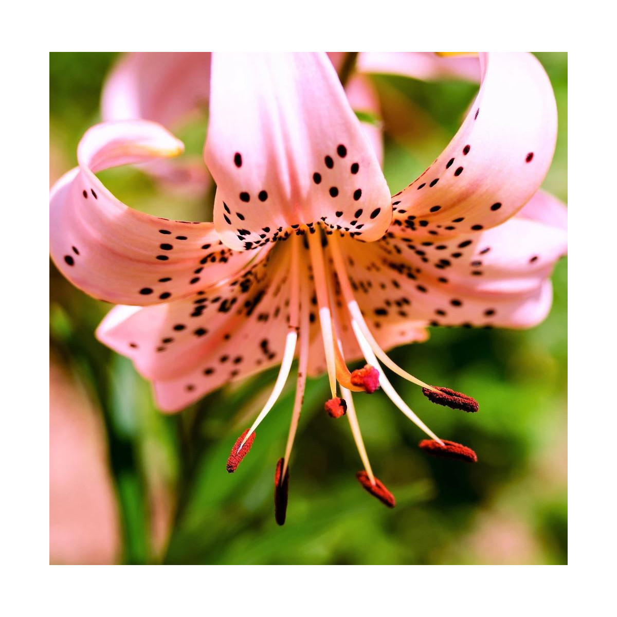 Ľalia Pink Tiger - Lilium - Cibuľoviny - 1 Ks
