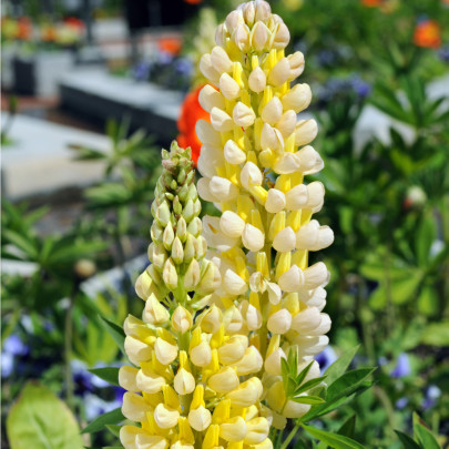 Vlčí bôb Kronleuchter – Lupinus polyphyllus – semená