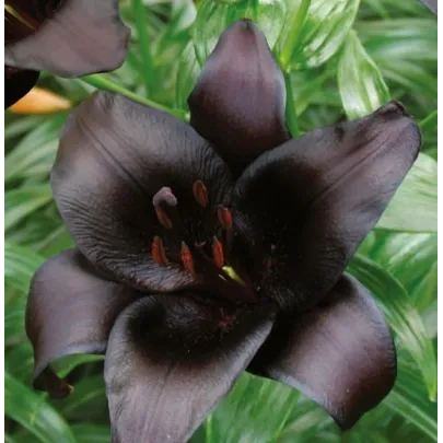 Ľalia Black Charm - cibuľoviny