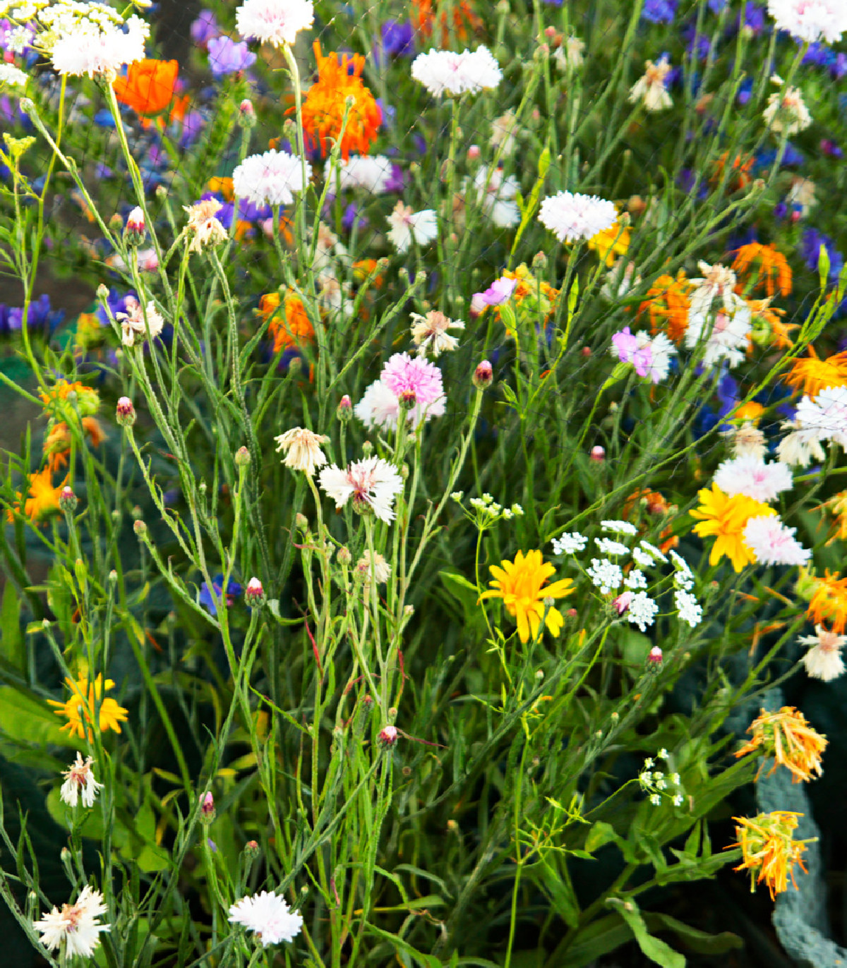 Letničky zmes - romantická záhrada - semená letničiek - 0,9 g