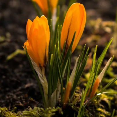 Krókus Orange Monarch - Crocus Chrysanthus - cibuľoviny - 3 ks