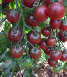 Paradajka ružová - Cherry paradajky Rosella - semená paradajok - 6 ks - Lycopersicon esculentum