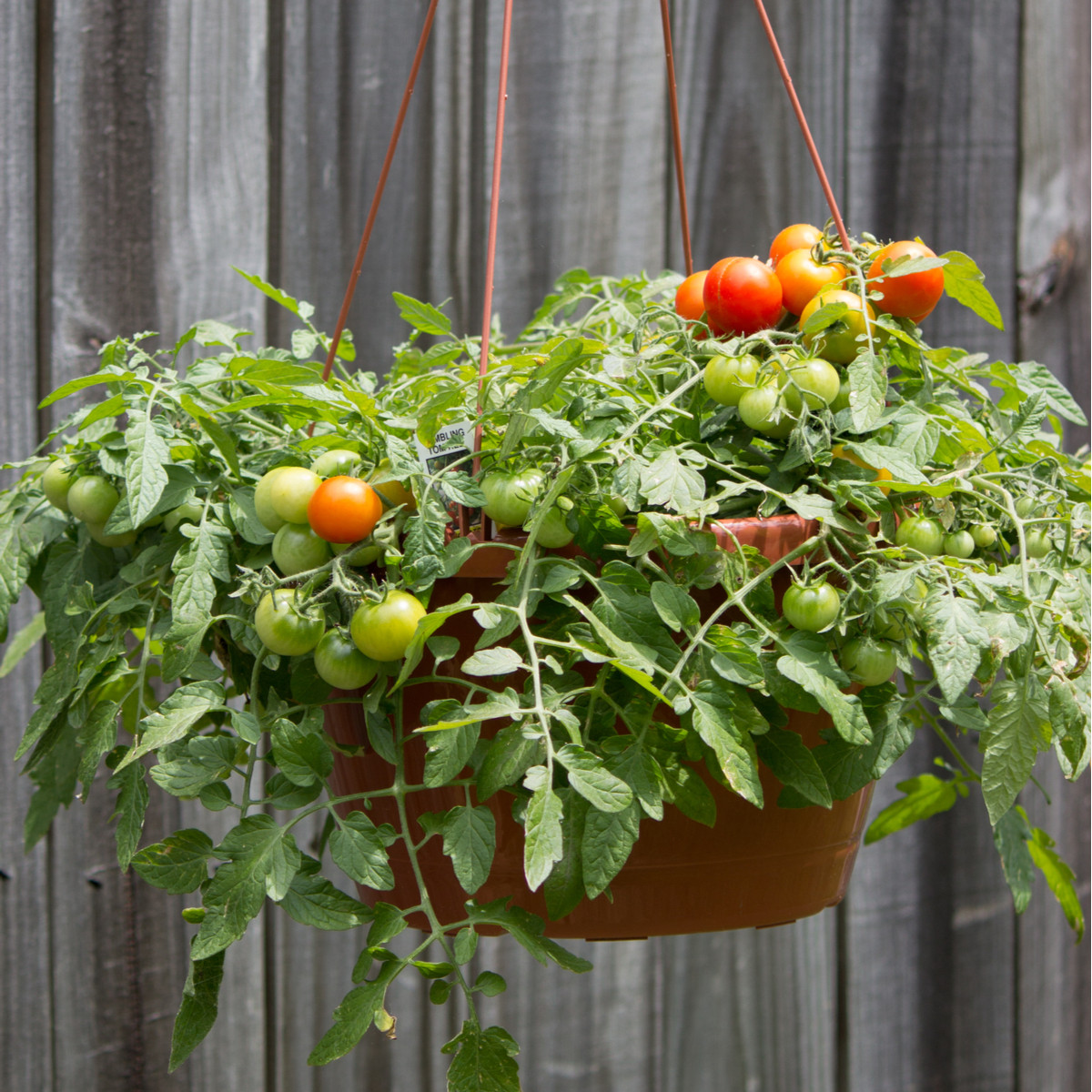 Paradajka - Cherry paradajky Tumbler - semená - 6 ks