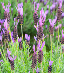 Levanduľa francúzska - Lavandula stoechas - semená - 20 ks