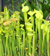 Špirlica náhorná - Sarracenia oreophilla - semená - 12 ks