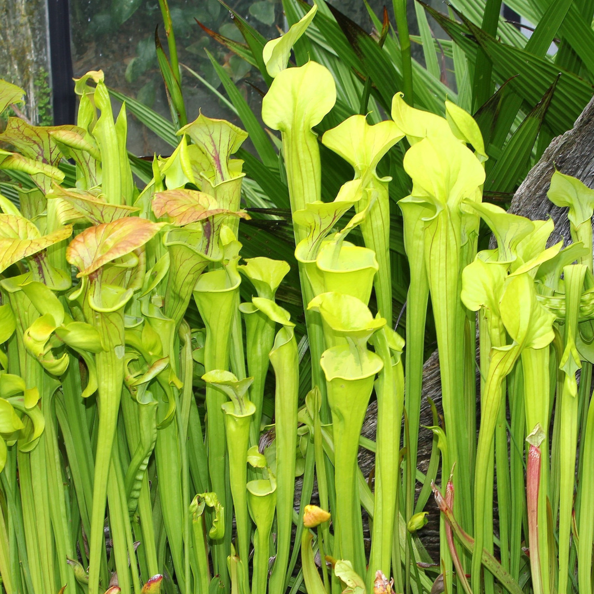 Špirlica náhorná - Sarracenia oreophilla - semená - 12 ks
