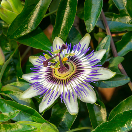 Semená mučenky – Mučenka modrá – Passiflora caerulea