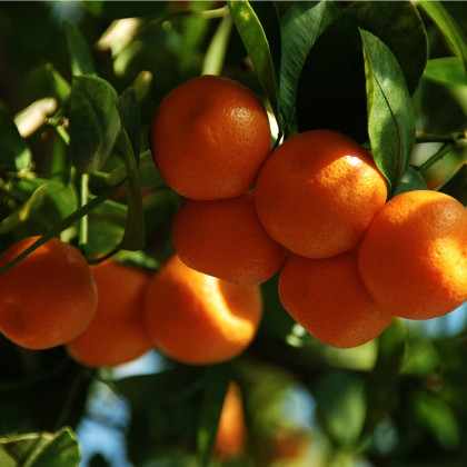 Pomerančovník zakrslý - semena Pomerančovníku - Citrus mitis - 3 ks