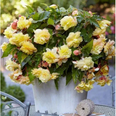 Begónia Sunny Dream - Begonia odorata - cibuľoviny - 2 ks