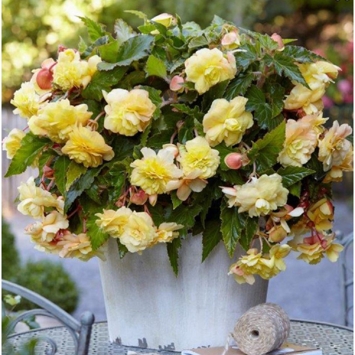 Begónia Sunny Dream - Begonia odorata - cibuľoviny - 2 ks