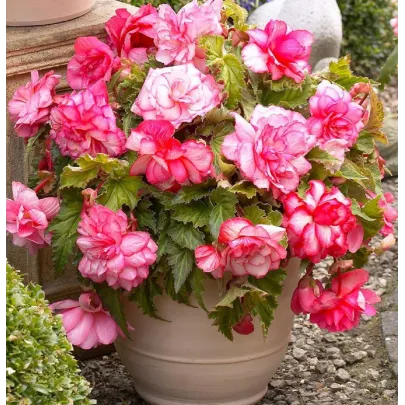 Begónia Pink Balcony - Begonia tuberhybrida - cibuľoviny - 2 ks