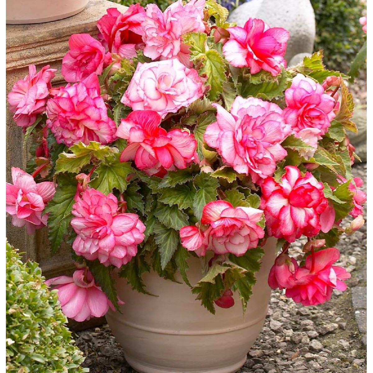 Begónia Pink Balcony - Begonia tuberhybrida - cibuľoviny - 2 ks