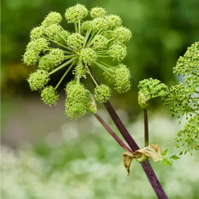 Archangelika lekárska - Angelica archangelica - semená - 70 ks