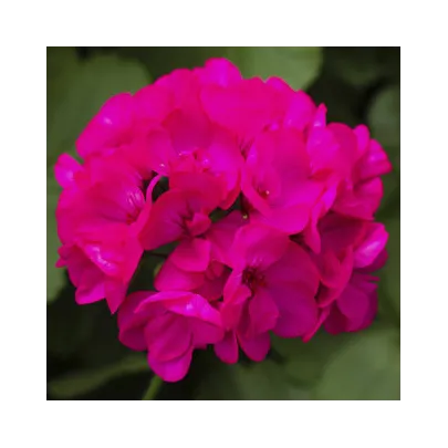 Muškát pásikavý Nekita F1 Deep Rose - Pelargonium zonale - semená - 4 ks