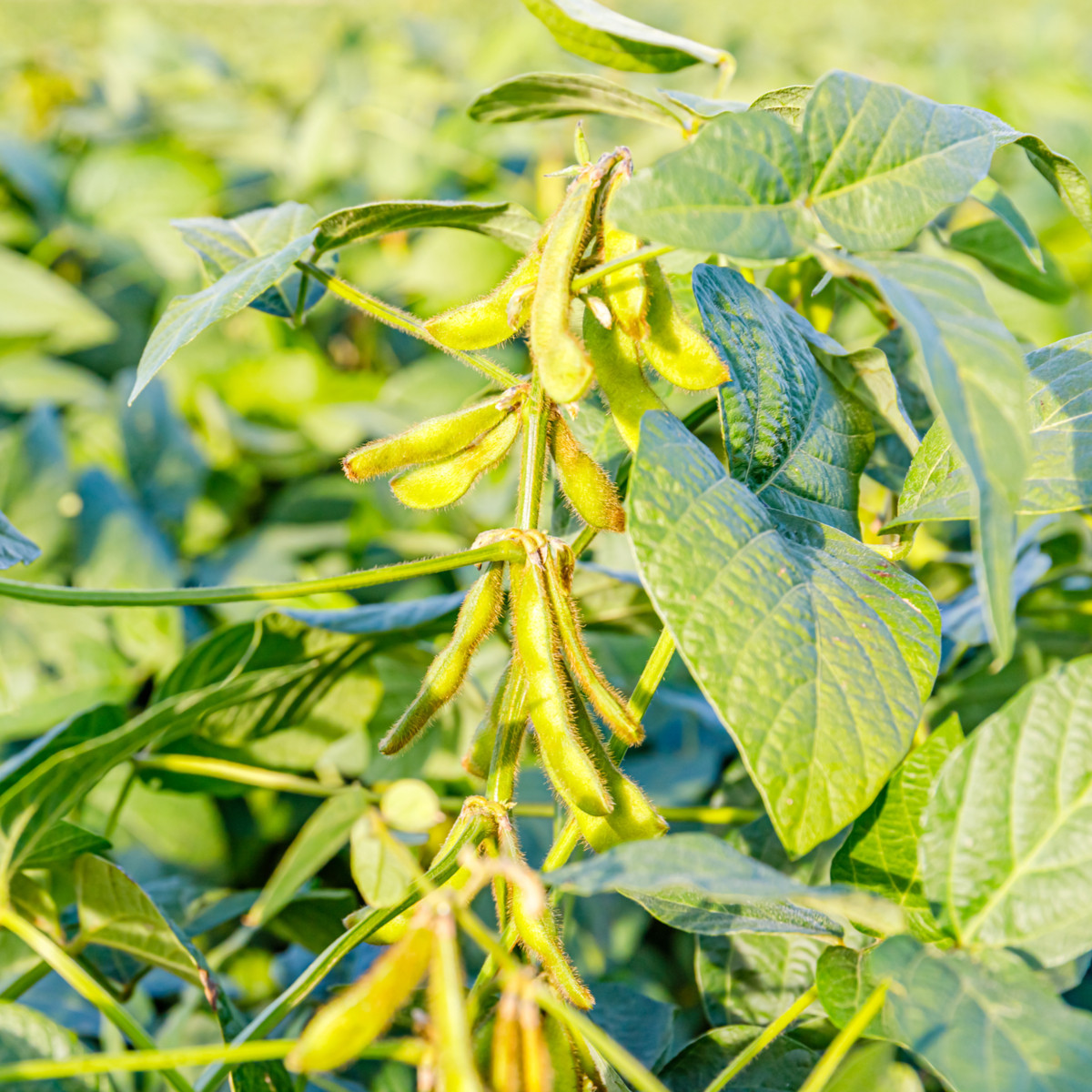 BIO Sója Fazuľová Edamame - Glycine Max - bio semená - 25 ks