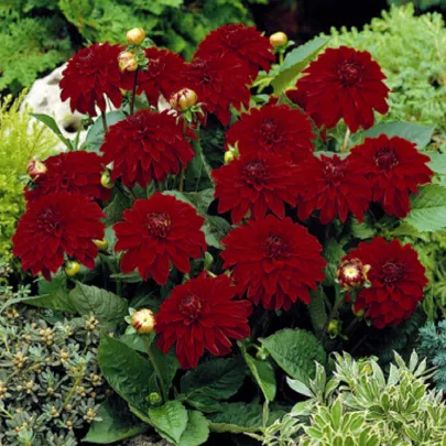 Georgína Melody Mambo - Dahlia - cibuľoviny - 1 ks