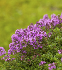 Materina dúška úzkolistá Magic Carpet - Thymus serpyllum - semená - 0,03 g