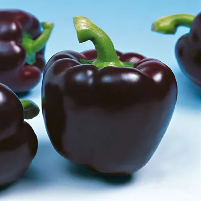 Paprika Mavras F1 - Capsicum Annuum - semená - 8 ks