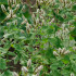 Mäta jablčná - Mentha rotundifolia - semená - 50 ks